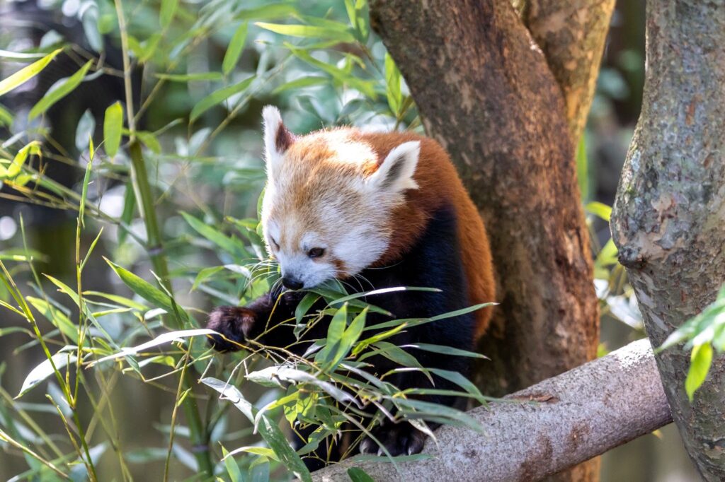 Firefox IRL: Meet Rose and Ruby, Zoo Atlanta’s red panda sisters 